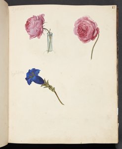 Studie av rosa rose og blå blomst av Johanna Fosie