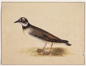 Fugl av Johannes Bronckhorst
