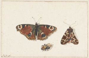 Sommerfugl, møll og humle av Johannes Bronkhorst