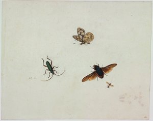 Fire insekter, slutten av 1600-tallet. av Johannes Bronkhorst