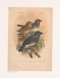 Fire fugler på en gren Siphia Everetti Sharpe (tittel på objekt) av Johannes Gerardus Keulemans