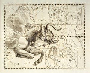 Tyren, stjernebildet Tyren, gravering fra himmelatlas Firmamentum Sobiescianum sive Uronographia, av Johann Hevelius (1611-1687), Gdansk