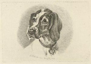 Hundehode med halsbånd med ring
