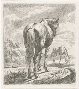 Hest sett bakfra