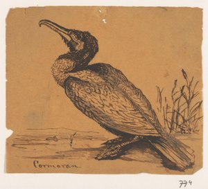 Skarv Cormoran (tittel på objekt)