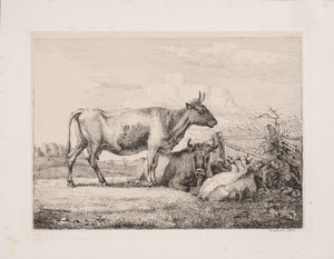 Kyr i åkeren