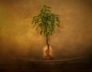 Stilleben med potteplanter av John-Mei Zhong