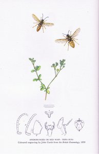 Anchor Faced or Red Wasp, Nature in Britain utgitt av Collins av John (after) Curtis