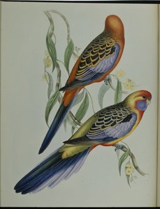 Adelaide Parakeet (Platycercus Adelaidiae) (håndfarget litho) av John (after) Gould