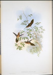 Adolphs eremitt (Phaethornis Adolphi) (håndfarget litho) av John (after) Gould