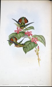Allierte eremitter (Glaucus affinis) (håndfarget litho)
