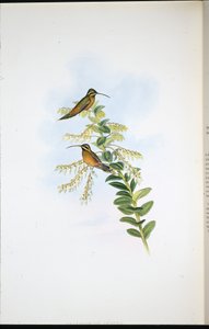 Amaura Eremitt (Phaethornis Amaura) (håndfarget litho) av John (after) Gould