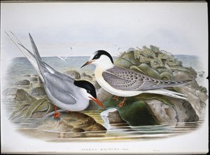 Polartern (Sterna Macrura) (håndfarget litho) av John (after) Gould