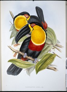 Ariel Toucan (Ramphastos Ariel) (håndfarget litho) av John (after) Gould