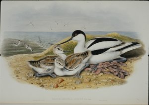 Avocet (Recurvirostra Avocetta) (håndfarget litho) av John (after) Gould