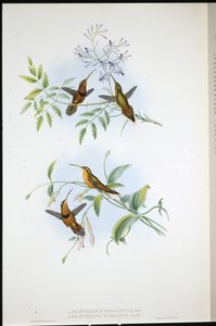 Belted eremitt (Phaethornis Nigrocinctus) og biskop eremitt (Phaethornis Episcopus) (håndfarget litho) av John (after) Gould