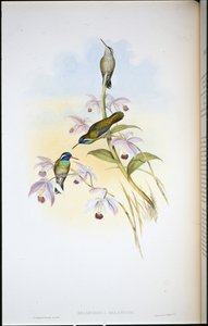 Svartøret kolibri (Heliopaedica Melanotis) (håndfarget litho) av John (after) Gould