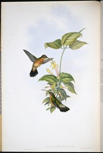 Svarthale-eremitt (Glaucis Melanura) (håndfarget litho) av John (after) Gould