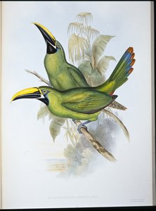 Svartstrupet rilletebb-tukan (Aulacoramphus Atrogularis) (håndfarget litho) av John (after) Gould