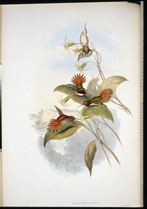 Blåhodet safir (eucephala grayi) (håndfarget litho) av John (after) Gould