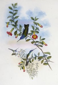 Blåhalset Azure Crown (Cyanomyia Cyanocollis) (håndfarget litho) av John (after) Gould