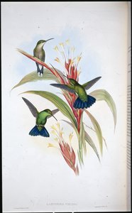 Blåhalet mangokolibri (Lampornis Viridis) (håndfarget litho) av John (after) Gould
