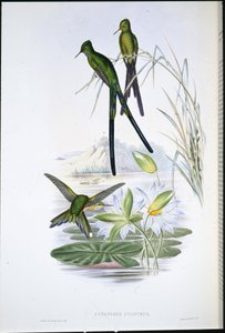 Blue-tailed Sylph (Cynanthus Cyanurus) (håndfarget litho) av John (after) Gould