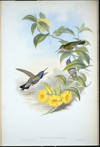 Blåstrupet Cazique (Delattria Clemenciae) (håndfarget litho) av John (after) Gould