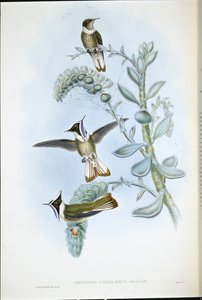 Blåstrupet Hlemte Crest (Oxypogon Cyanolaemus) (håndfarget litho) av John (after) Gould