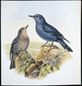 Blue Rock Thrush (Petrocossyphus Cyanus) (håndfarget litho) av John (after) Gould