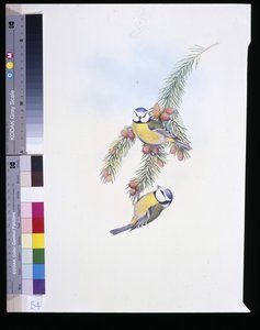 Blåmeis (Parus Caeruleus) (håndfarget litho) av John (after) Gould