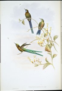 Boliviansk sylf (Cynanthus Bolivianus) (håndfarget litho) av John (after) Gould