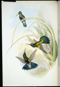 Boliviansk fiolettøre (Petasophora Iolata) (håndfarget litho) av John (after) Gould
