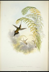 Bourciers eremitt (Phaethornis Bourcieri) (håndfarget litho) av John (after) Gould