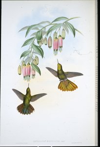 Messinghale (Metallura Aeneicauda) (håndfarget litho) av John (after) Gould