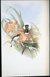 Brasiliansk fe (Heliothrix Auriculatus) (håndfarget litho) av John (after) Gould