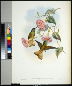 Buff-tailed Star-frontlet (helianthea osculans) (håndfarget litho) av John (after) Gould