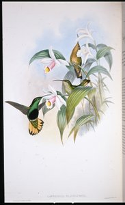 Buff-tailed Velvet-bryst (Lafresnaya Flavicaudata) (håndfarget litho) av John (after) Gould