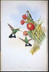 Buffon's Plumeleteer (Hypuroptila Buffoni) (håndfarget litho) av John (after) Gould