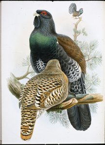 Capercailzie (Tetrao Urogallus) (håndfarget litho) av John (after) Gould