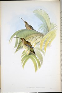 Cayenne Eremitt (Phaethornis Superciliosus) (håndfarget litho) av John (after) Gould