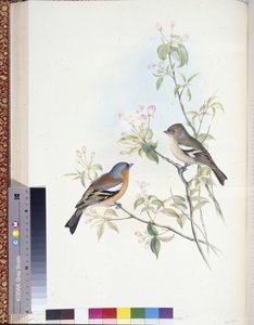 Bokfink (Fringilla Caelebs) (håndfargede medlemmer) av John (after) Gould