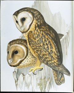 Ugle med kastanje (Strix Castanops) (håndfarget litho) av John (after) Gould