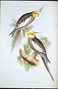Kakaduparakit (New Holland Nymphicus) (håndfarget litho) av John (after) Gould