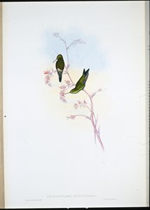 Columbian Emerald (Chlorostilbon Angustipennis) (håndfarget litho) av John (after) Gould