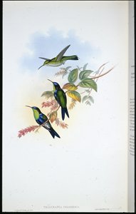 Columbian Panoplites / Coulmbian Wood-nymph (Thalurania Colombica) (håndfarget litho) av John (after) Gould