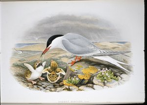 Terne (Stera Hirundo) (håndfarget litho) av John (after) Gould