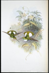 Conrads Inca (Bourcieria Conradi) (håndfarget litho) av John (after) Gould