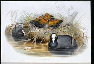 Sothøne (Fulica Atra) (håndfarget litho) av John (after) Gould