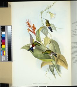 Coppery-bellied Puff Leg (eriocnemis cupreiventris) (håndfarget litho) av John (after) Gould